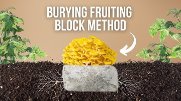 The Burying Fruiting Block Method | The Easiest Way to Grow Mushrooms in Your Garden! 🍄🌱