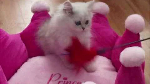 Watch the video about White Chinchilla Persian Kitten Playing.