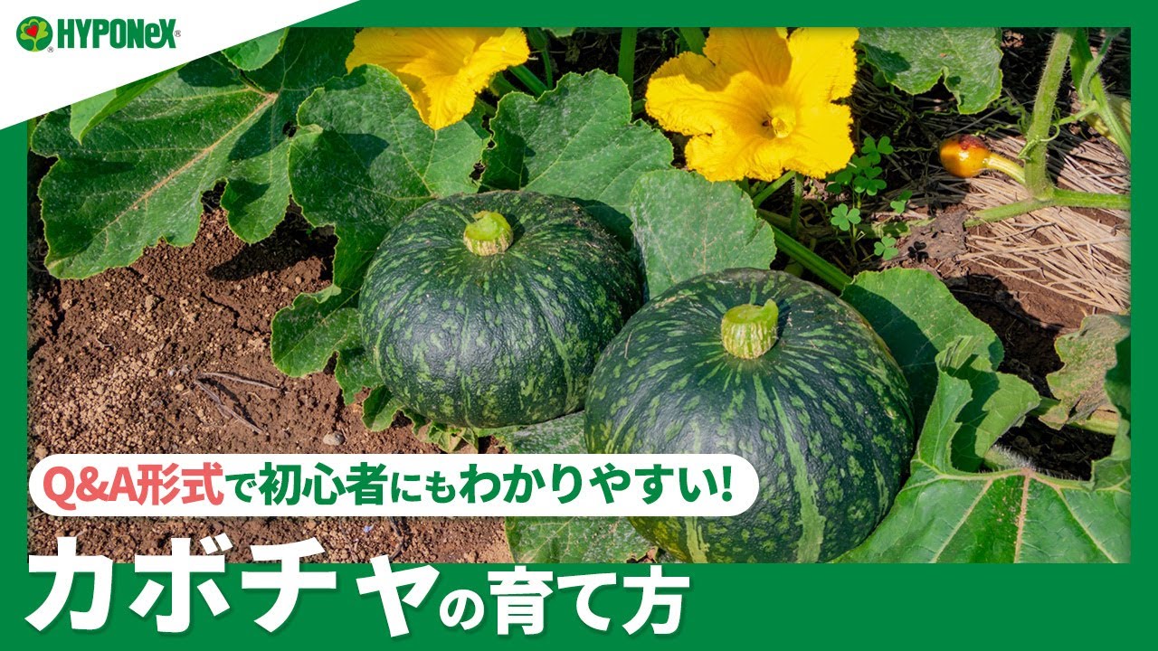 家庭菜園 かぼちゃの育て方 初心者におすすめ 養価の高いカボチャを育てよう 栽培方法や植え替えの時期をご紹介