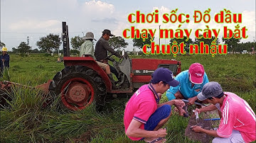 Bắt Chuột Bằng Máy Cày Chỉ Có Ở Miền Tây | Bắt Chuột Đồng Về Nhậu
