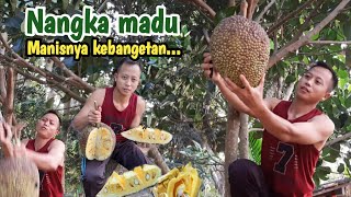 panen nangka madu usia 3,5 thn rasanya juara manisss... #panen #nangka #nangkamadu
