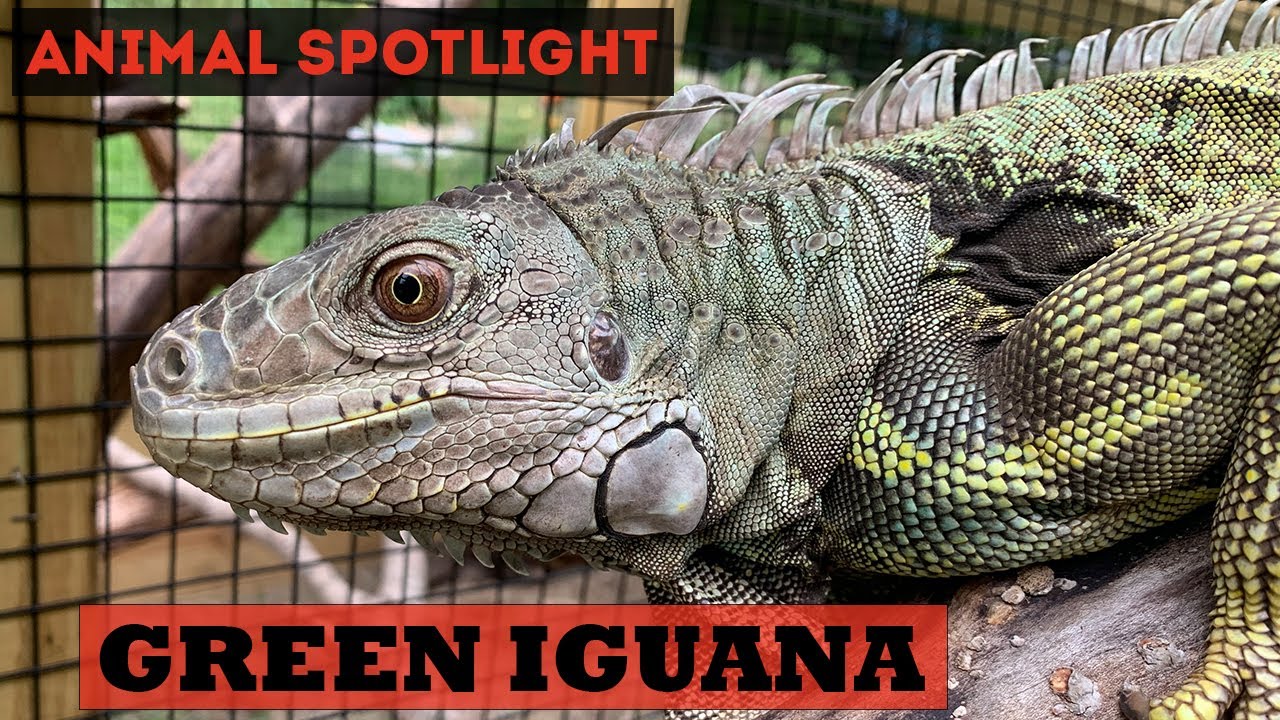 Animal Spotlight | Green Iguana