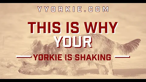 Why do Yorkie shake so much?