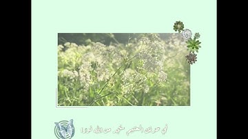 ستوري قران|طبيعة| سورة الضحى🌿