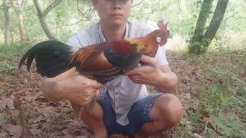 Bẫy gà rừng mùng 3 tết 2020 ae coi vui khai xuân thành công