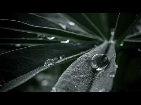 الله يبسط الرزق لمن يشاء القارئ عبدالرحمن مسعد