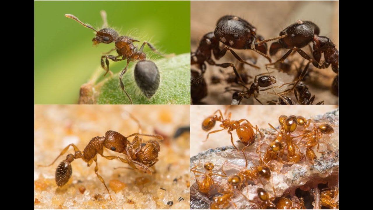 In Florida study nonnative leaflitter ants are replacing native ants