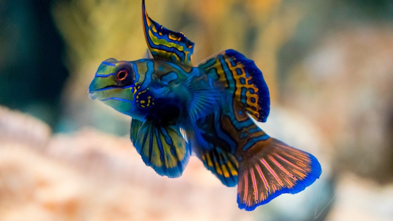 Green Mandarin (WARNING Beautiful and maybe slightly hypnotic.) YouTube