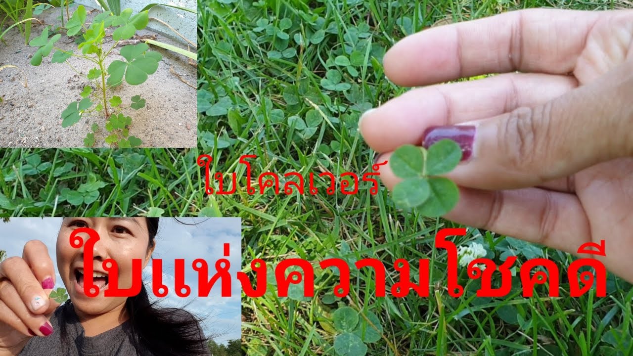 ใบโคลเวอร์4ใบ#Cloverเเห่งความโชคดี 🍀หรือใบโชคดี4เเฉก#คนไทยในเเคนนาดา@คุณนาย madume เเคนนาดา