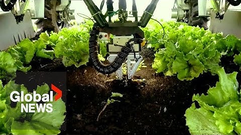Robotic supply chain: How automation impacts the food you eat