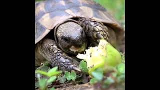 Turtle Snarfing An Apple #eatingsounds  #shorts