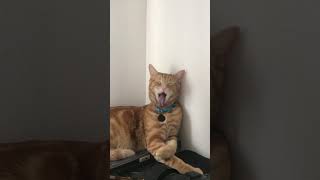 Basil the Cat and cleaning procedure