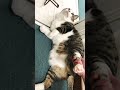 【悲報】でぶねこポテチ、デブすぎて立ち上がれない #shorts  #cat #猫