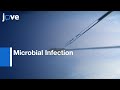 Microbial Infection and Analysis in Larvae by Extracting Hemocytes | Protocol Preview