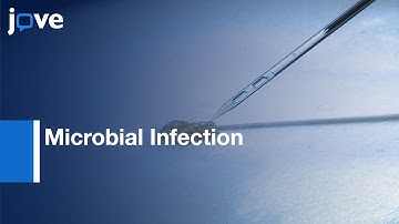 Microbial Infection and Analysis in Larvae by Extracting Hemocytes | Protocol Preview