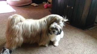 shih tzu playing with puppy Lexie and Lilly