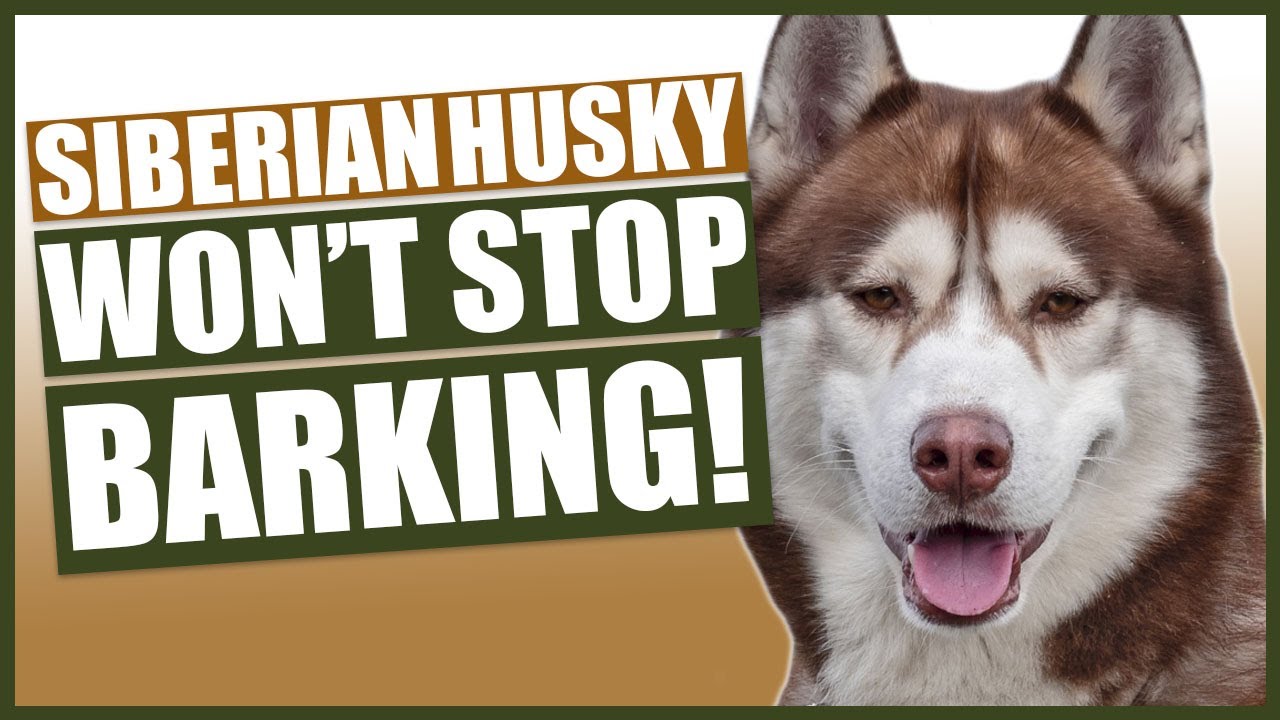 do siberian huskies bark a lot