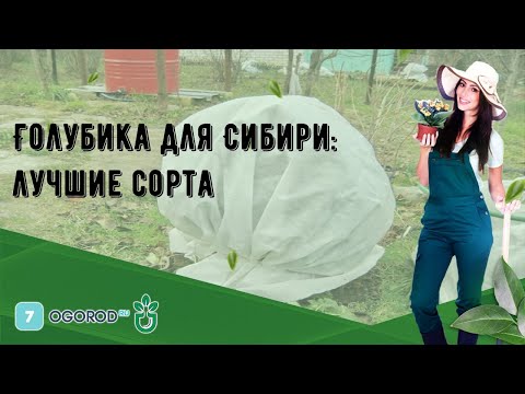 Голубика для Сибири: лучшие сорта