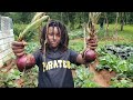 Onion harvest time