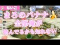 いれいす迷言集 いれいす いれいす切り抜きキャンペーン いれいす迷言集 いれいす いれいす切り抜きキャンペーン