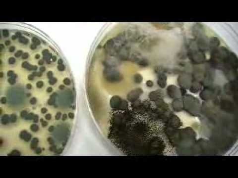 Types of Indoor Mold