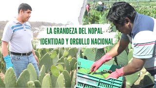 CULTIVO DE NOPALES | PREPARACIÓN DE LA TIERRA