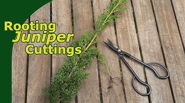 Rooting Juniper Cuttings!