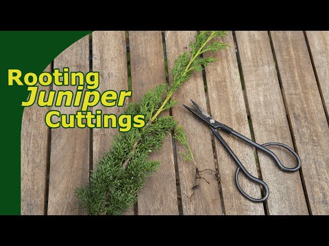 Video: Juniper: reproduction and care. Reproduction of juniper cuttings