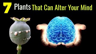 7 Plants That Can Alter your Mind || Psychoactive Plants