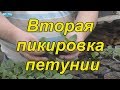 Срочно пересаживаем петунию с подкормкой- зачем, как и когда.