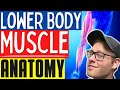 Learn muscle anatomy  basic lower body muscle anatomy for personal trainers and massage therapists