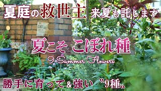 summer garden savior*9 summer flowers that grow from spilled seeds/Gardenig