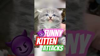 Tiny Kittens Choose Violence, Adoption Joy &amp; Cats Completely Confused by Humans