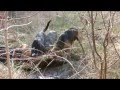 chasse au sanglier au coeur de la traque  avec les chiens de saint hubert en battue