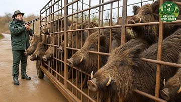 Cách Bẫy Lợn Rừng Siêu Thông Minh Của Nông Dân Mỹ Khiến Cả Thế Giới Phải Trầm Trồ!