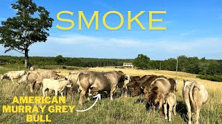 EP. 24 | July 2, 23 | Smoke Begins the Breeding Process for Spring 2024 Calves