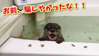 お風呂の栓を毎回抜いちゃうカワウソの撃退方法を考案した。