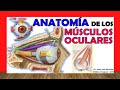 🥇 MÚSCULOS DEL OJO. Anatomia, Facil y Sencillos