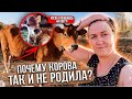 ПОЧЕМУ КОРОВА ТАК И НЕ РОДИЛА ....?