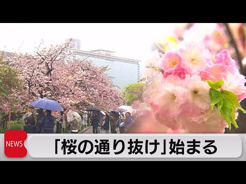 造幣局「桜の通り抜け」始まる（2023年4月7日）