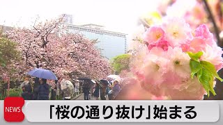 桜の通り抜け 桜の通り抜け」夜桜満開 3年ぶりの一般公開始まる 造幣局 - YouTube