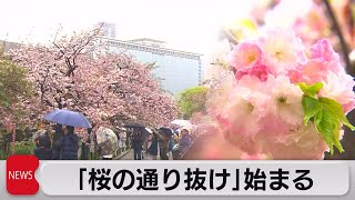 造幣局「桜の通り抜け」始まる（2023年4月7日）