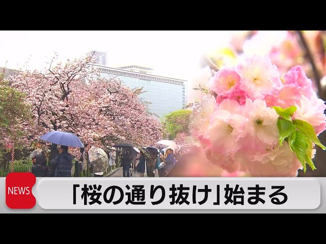 造幣局通り抜け 造幣局 : 桜の通り抜け2024プルーフ貨幣セットの通信販売