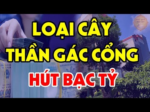 TRước Cửa Nhà Trồng Ngay Cây Phong Thủy Này Để Hút Tài Lộc, Tiền Bạc Ùn Ùn Kéo Vào