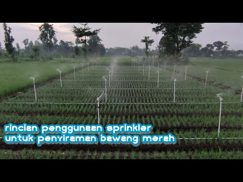 Video: Apakah Sistem Pemercik Pintar: Menggunakan Pemercik Air Pintar Untuk Berkebun