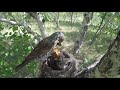 Нашел в лесу гнездо, там вылупились ЧУДО ДРОЗДЫ! Птенец ДРОЗДА покидает гнездо на камеру.