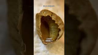 How Do The Mexican Jumping Beans Jump?