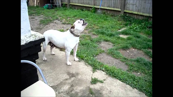 Duke's American Bulldogs Mildred