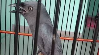 Masteran Juara Srigunting Abu Abu 7 Variasi Suara Tembakan Terbaik 16 Desember 2025