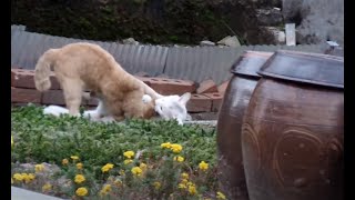 맹렬하게 싸우는 고양이 두마리..  Fierce Cat Fight ... 고양이 영역 싸움.... 黃猫 Vs白猫  imsil.. KOREA...任實郡..임실군..全羅北道